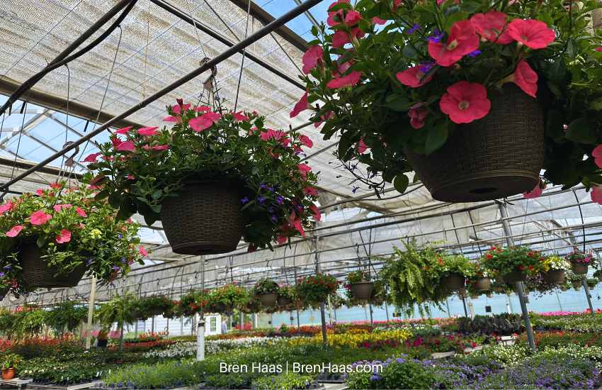 Unique Hanging Baskets at Bostdorffs Greenhouse