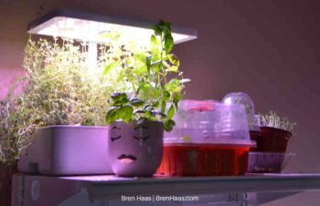 Seeds Starters 2026 Moved To Greenhouse