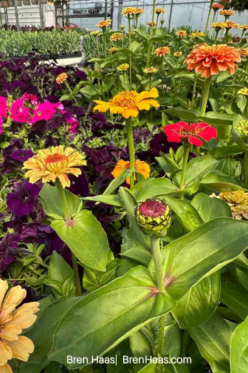 Queeny Lime Orange Zinnia