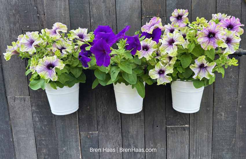 Amazonas Plum Cockatoo Petunias