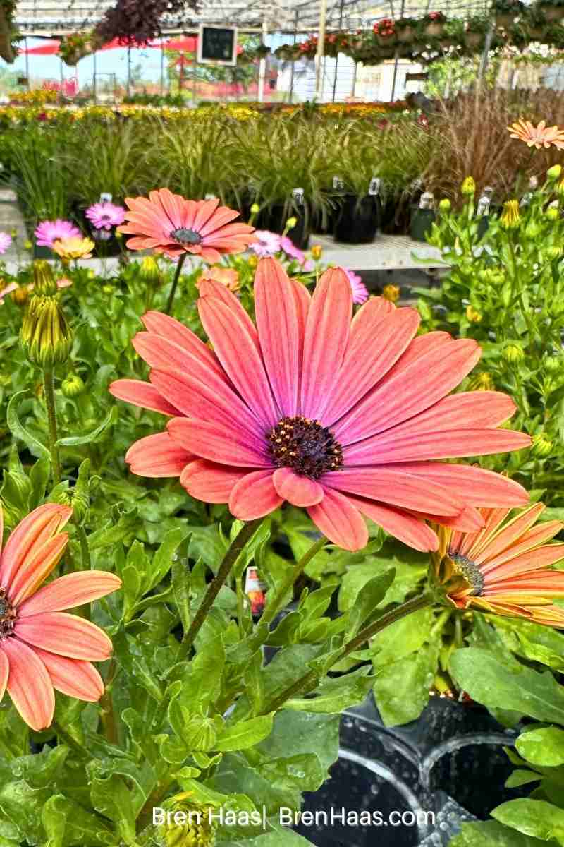 Tradewinds Sunset Osteospermum