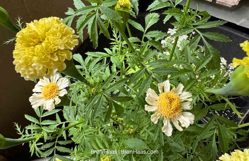 White Swan Marigolds