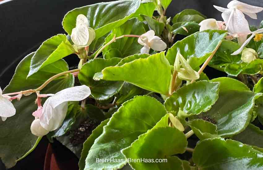 Whopper White With Green Leaf Begonia
