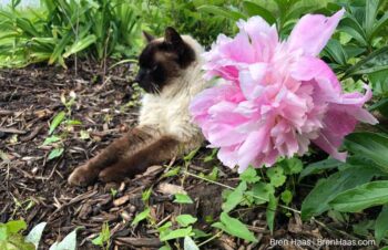 Boo Kitty and Peonies