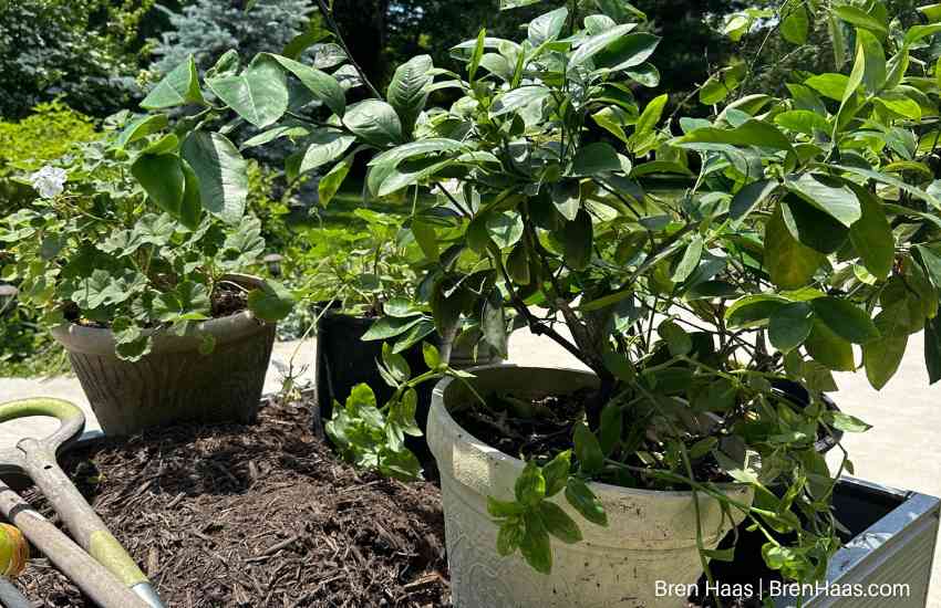 Citrus Containers