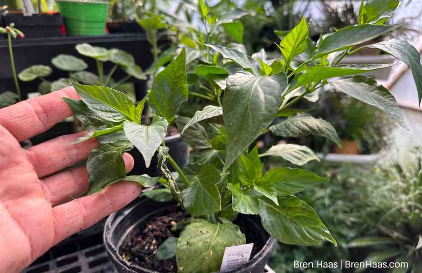 New HOT Bubblegum Pepper