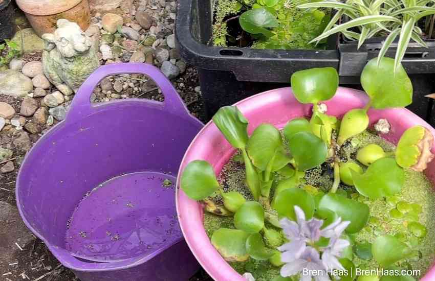 Water Plants in Bloom