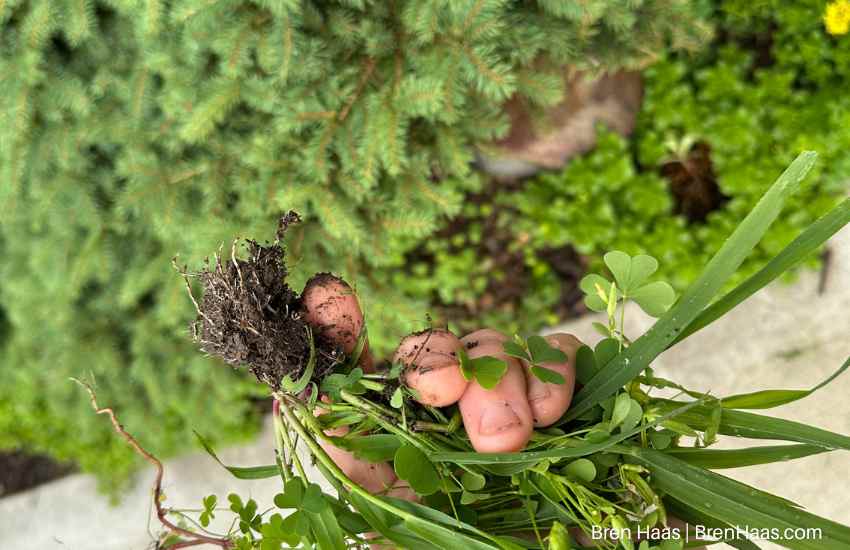 Removing the Weed Roots