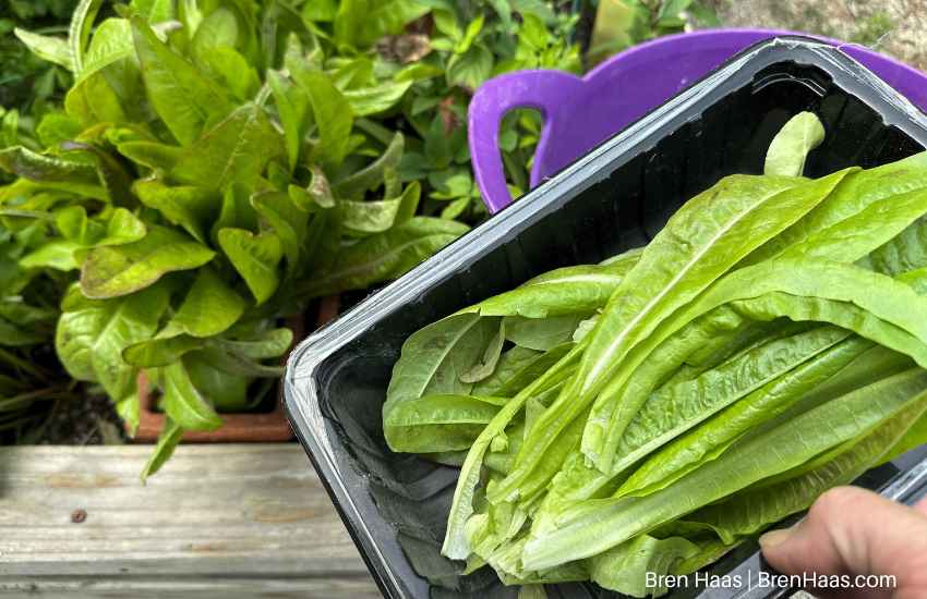 lettuce harvest | Devils Ear