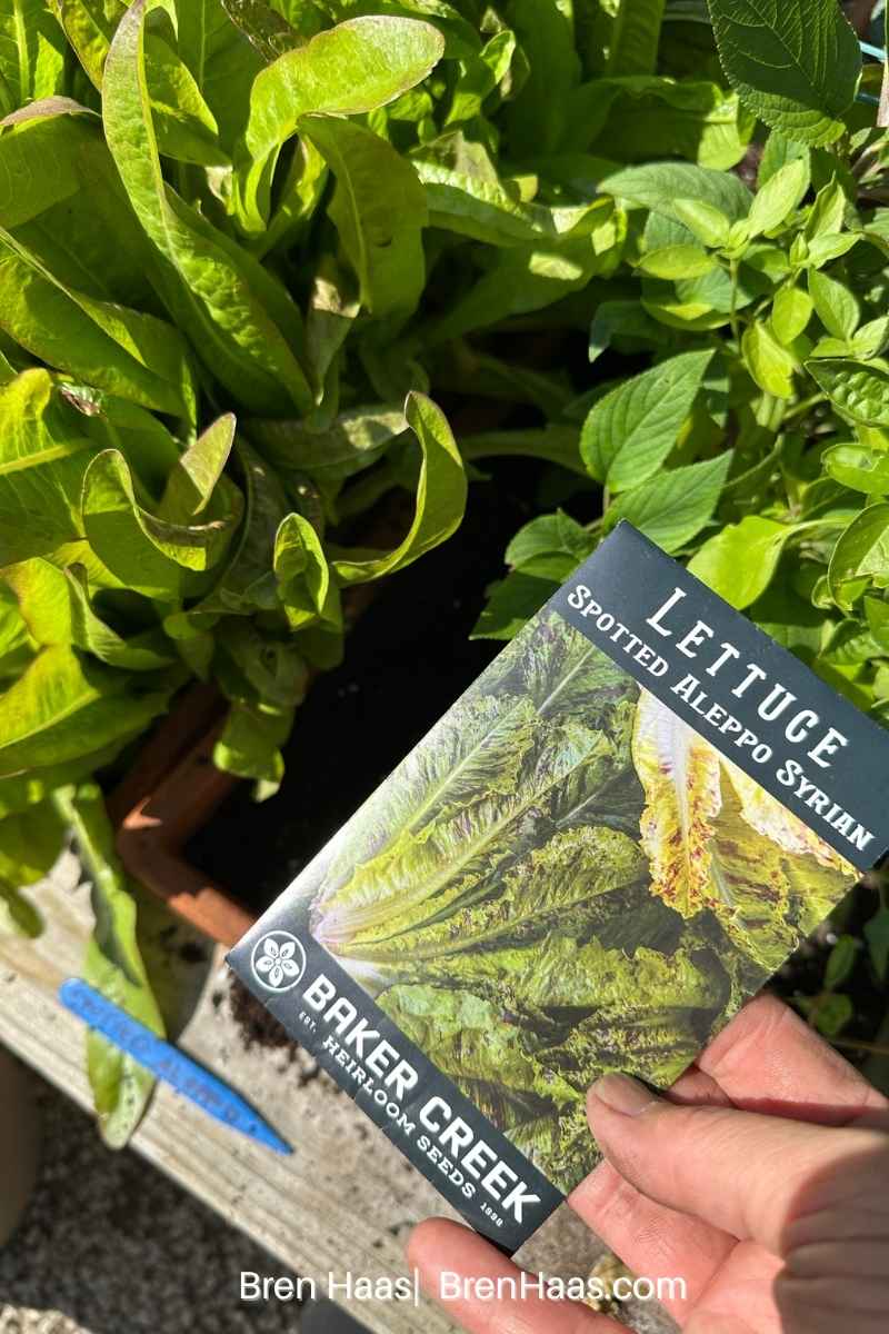 New Seeds For Summer Lettuce