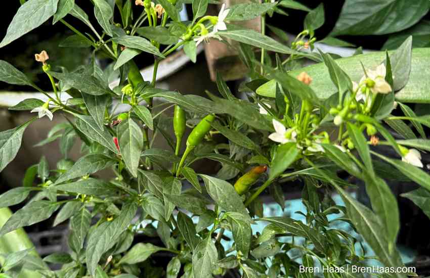 peppers on plant