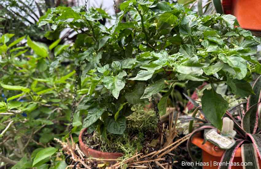 really hot pepper plant