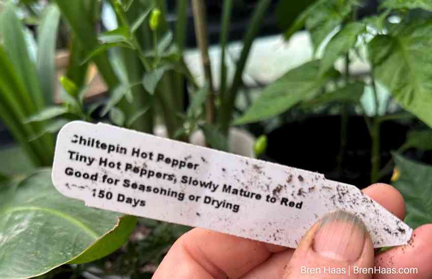 pepper plant tag