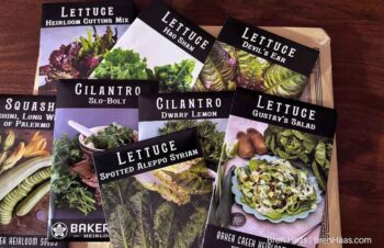 new seeds from rare order | cilantro and lettuce