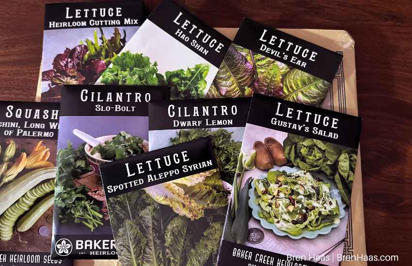 new seeds from rare order | cilantro and lettuce