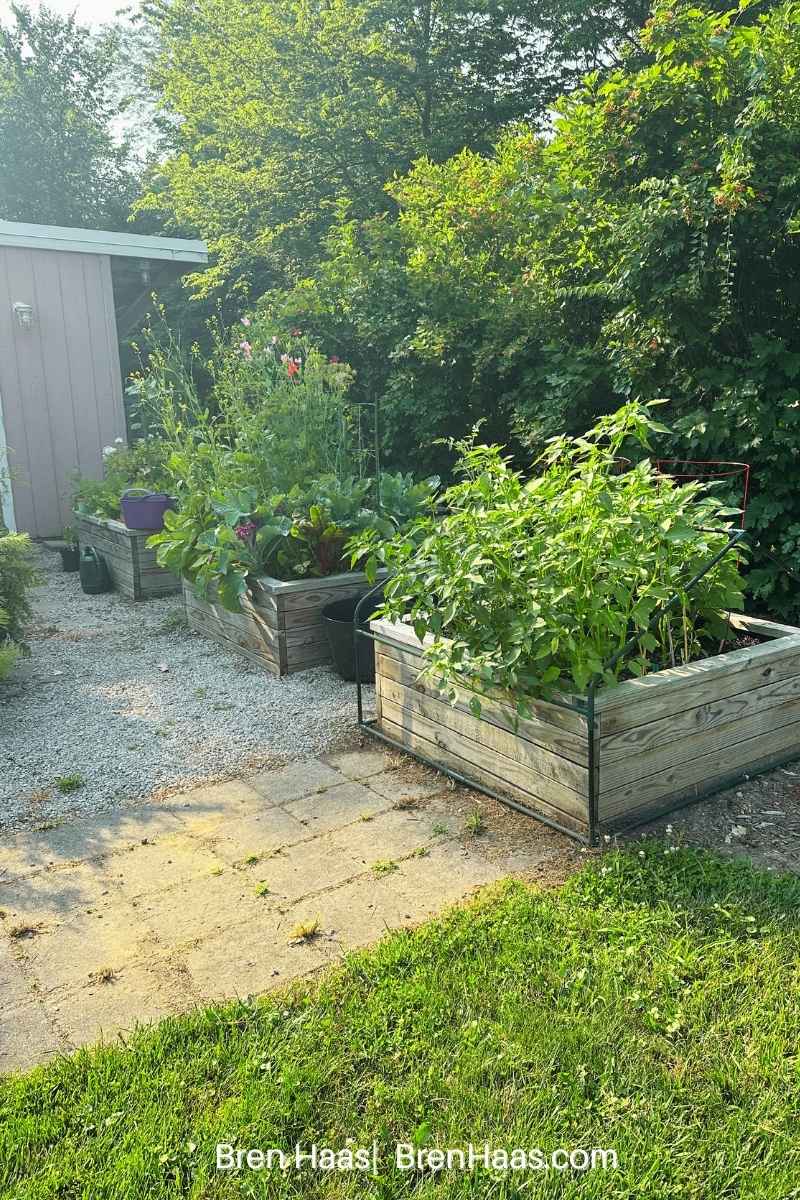 Raised Bed Garden in Summer