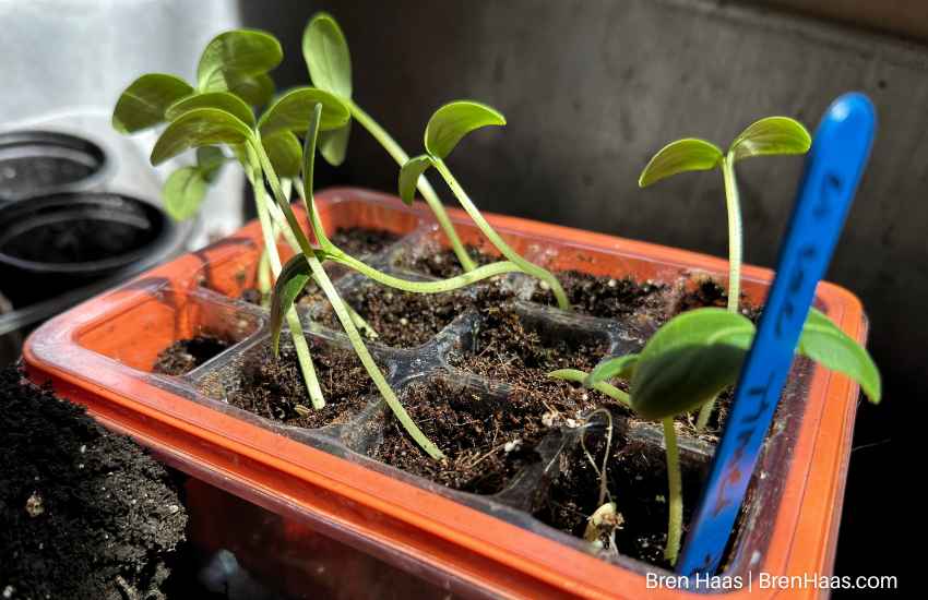 white spine cucumber plants
