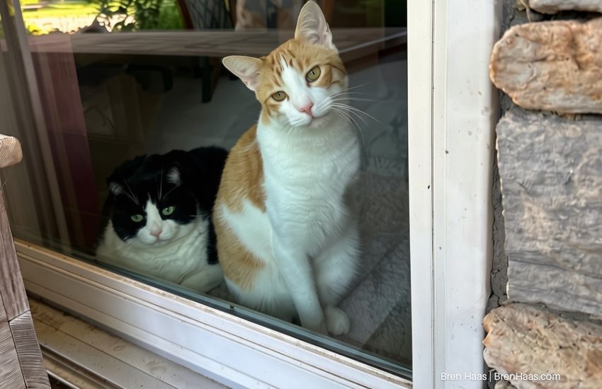 Buddy and Kenny Kitty