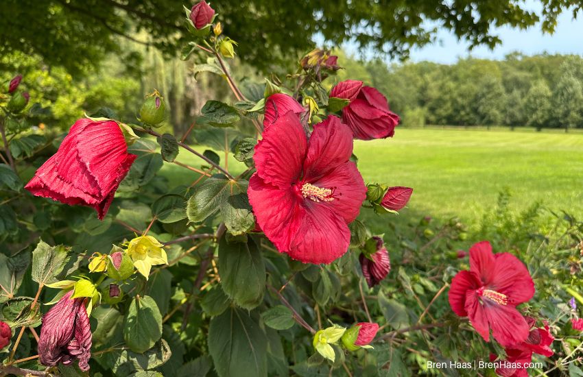Summerific Cranberry Crush Hibiscus: