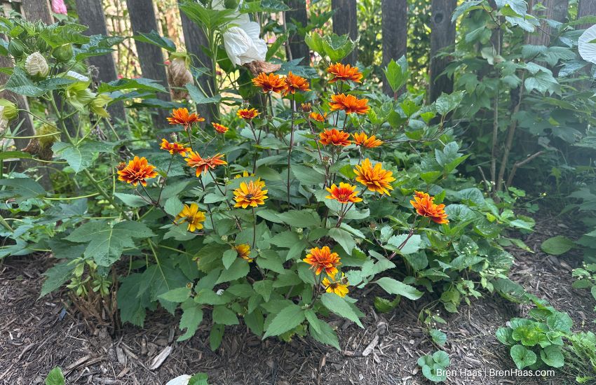 Heliopsis helianthoides ‘Forged in Fire’