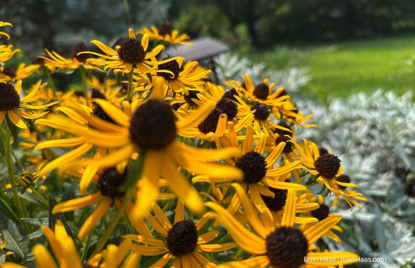 Little Goldenstar Black Eyed Susan: