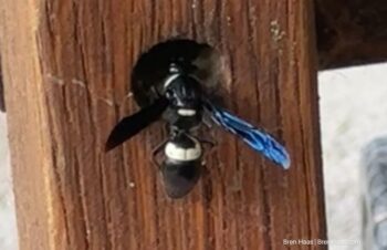 Mason Wasp on Wood Porch