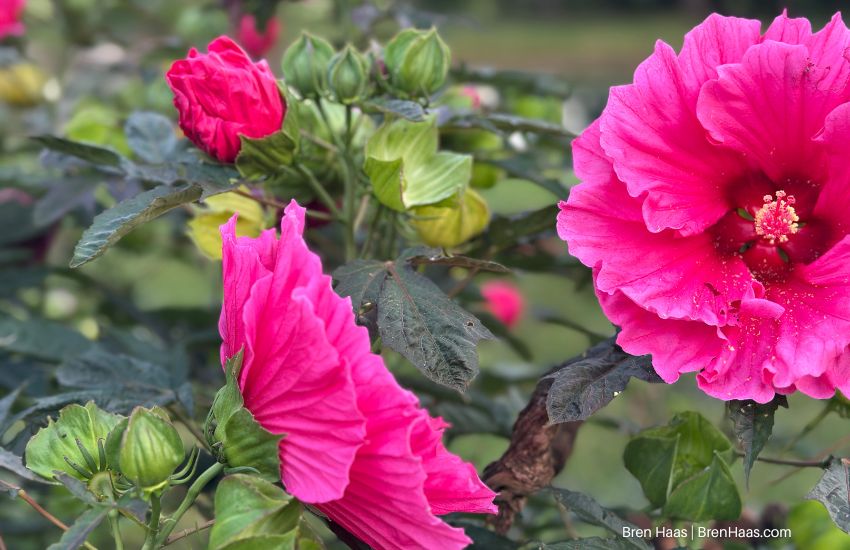Watermelon Ruffle Hibiscus