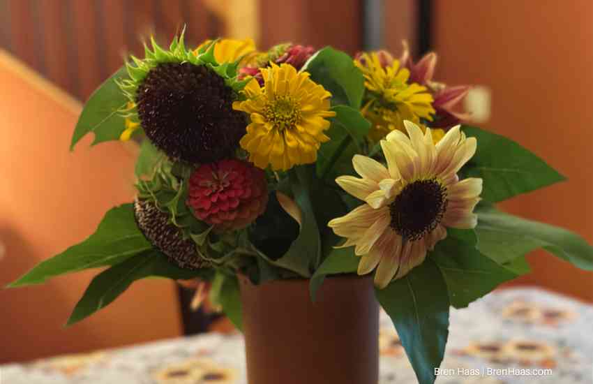 Sunflowers From My Garden