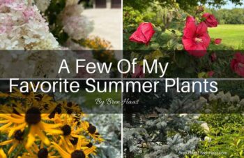 Favorite Summer Plants VLOG