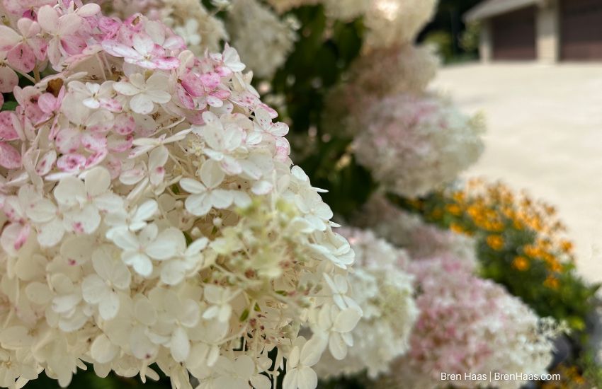 vanilla strawberry hyndrangea bloom early August
