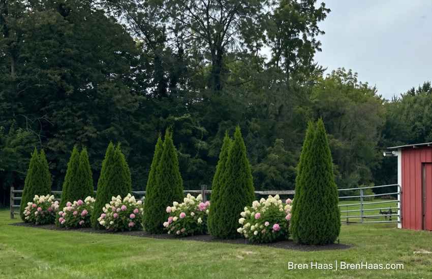 AI thuja and hydrangea