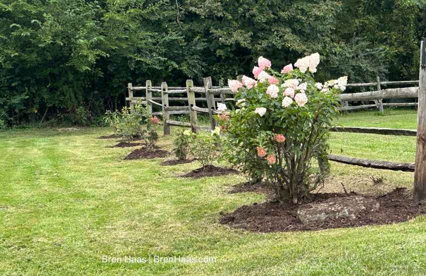 New Fence Privacy Project | Thuja and Hydrangeas