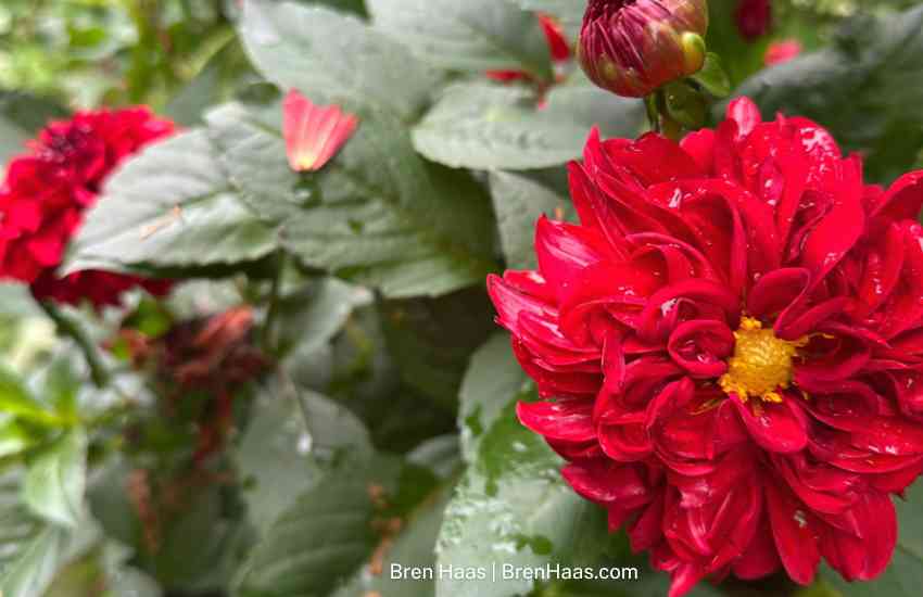 Red with Yellow Center Dahlia Grown From Tuber
