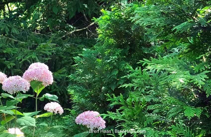 Thuja Green Giant and Hydrangeas