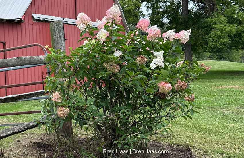 Vanilla Strawberry Hydrangea Near Barn
