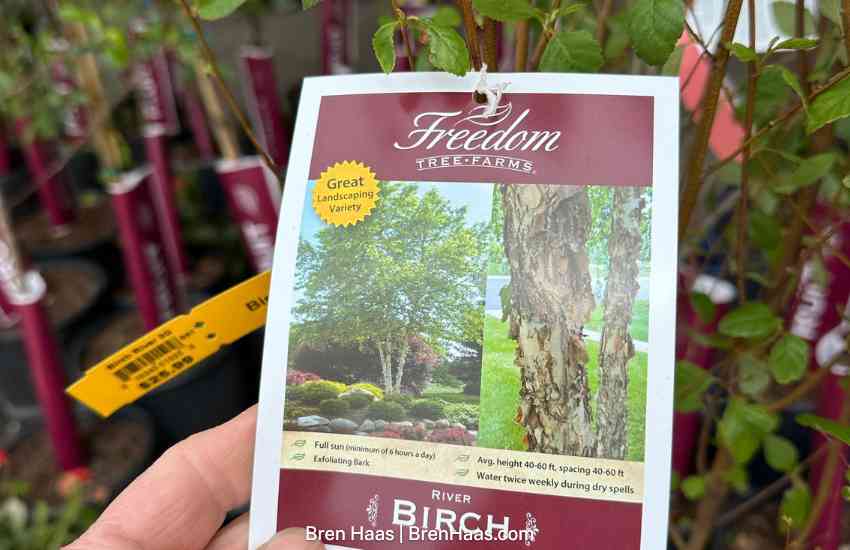 The Tag for my River Birch
