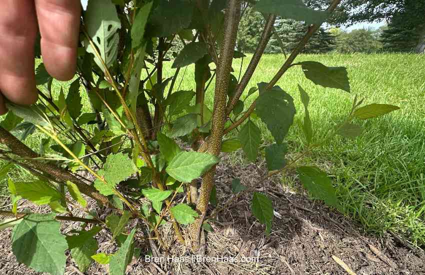 Young River Birch Trees