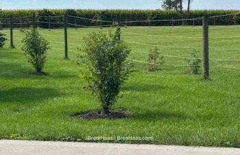 River Birch in Wet Landscape Space