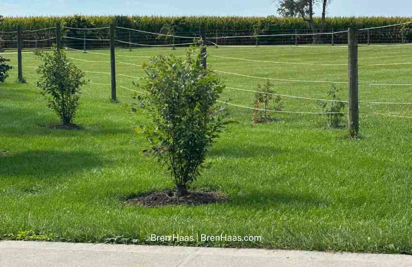 River Birch in Wet Landscape Space