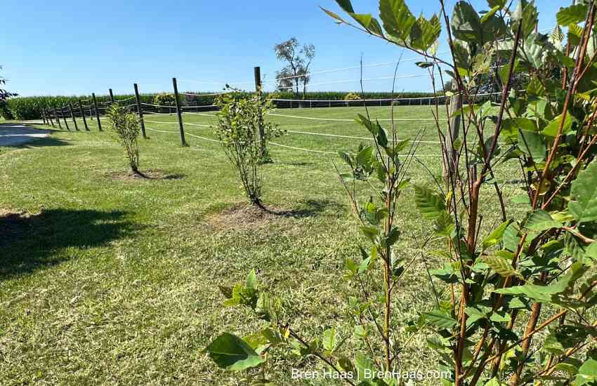 Newly Planted River Birch